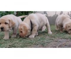 Lab Puppy Available for Sale in Mumbai