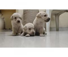 Labrador Puppies for Sale Available in Mumbai - 1