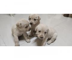 Labrador Puppies for Sale Available in Mumbai - 2