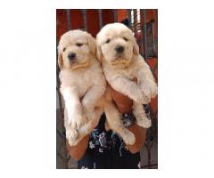 Golden Retriever puppies available for Sale in Pandharpur