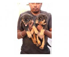 Rottweiler Puppies Available for Sale - 1