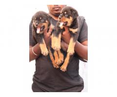 Rottweiler Puppies Available for Sale - 2