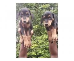 Doberman Puppies Available in Namakkal