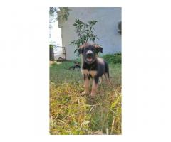 Gsd Puppies Available for Sale in Bhopal