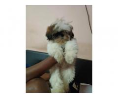 Shihtzu Puppy Available in Chennai for Sale