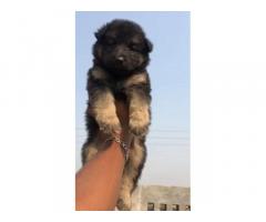 German Shepherd Pup Available Ludhiana for Sale - 1
