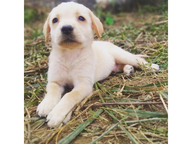 Cute Labrador puppies available in Indore - 1/3