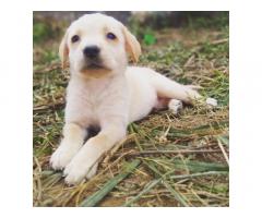 Cute Labrador puppies available in Indore - 1