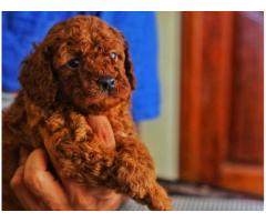 Top class quality toy poodle puppies with kci available