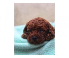 Top class quality toy poodle puppies with kci available