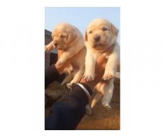 Top quality Labrador male and female sale location Punjab