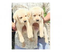 Labrador Female Puppy Available for Sale Pune - 1