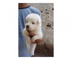Pomeranian Puppy available for Sale in Jalgaon