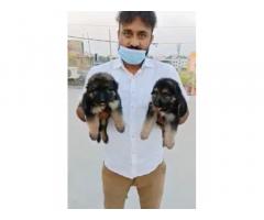 German Shepherd Puppies Available for Sale