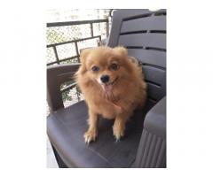Pom Puppies Available for Sale in Mumbai - 1
