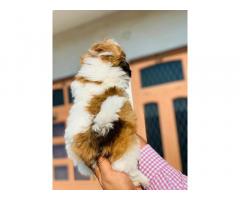 Shih Tzu Puppy Available in Ambala for sale