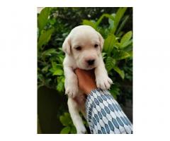 Labrador Male And Female Puppies Are Available In Lucknow