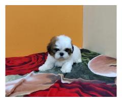 Shihtzu Puppies Price Available for Sale Pune - 1