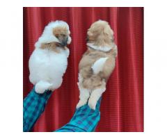 Shihtzu Puppies Price Available for Sale Pune