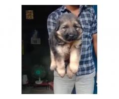 Gsd long coat male puppy available location Hosur
