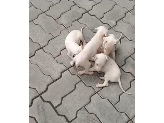 Rajapalayam male female Puppy available for sales - 1/3