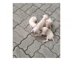Rajapalayam male female Puppy available for sales - 1