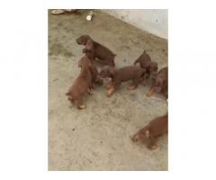 Top quality Doberman puppy's are available Salem and dharmapuri