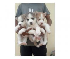 Husky Puppies Available for Sale Bangalore - 1