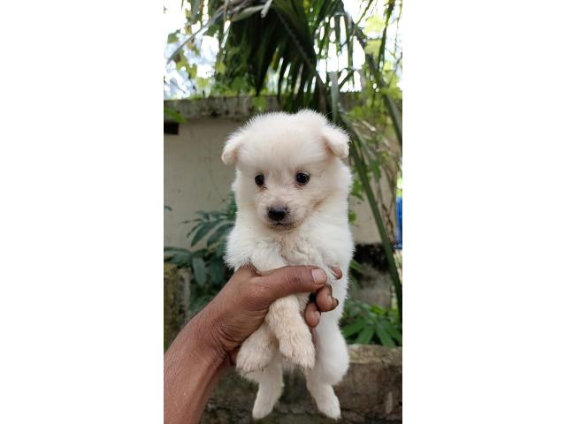 Pom Puppy Available for Sale Kodungallur - 1/2