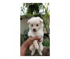 Pom Puppy Available for Sale Kodungallur