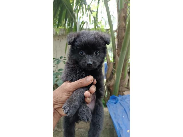 Pom Puppy Available for Sale Kodungallur - 2/2