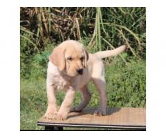 Labrador double bone Puppies Available for Sale