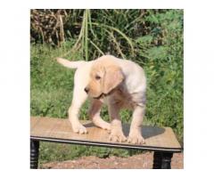 Labrador double bone Puppies Available for Sale - 2