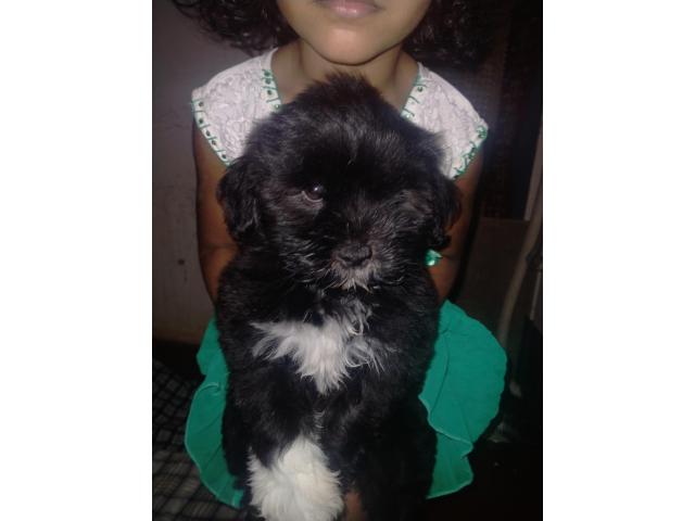 Lhasa apso male puppy for sale - 1/1