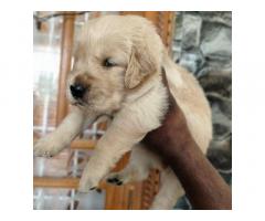 Golden Retriever Puppies Available for Sale Hyderabad