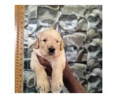 Golden Retriever Puppies Available for Sale Hyderabad