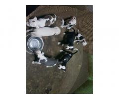 Pitbull male and female puppies Available