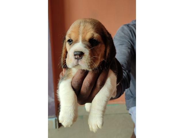 Top Quality Beagle Male and Female puppies for sale - 1/2