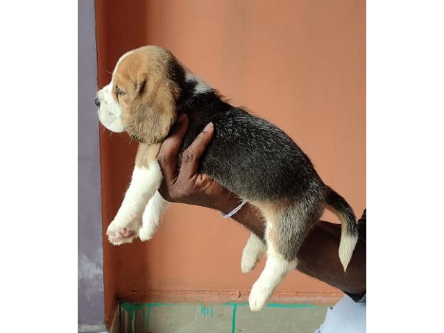 Top Quality Beagle Male and Female puppies for sale - 2/2
