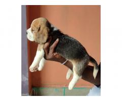 Top Quality Beagle Male and Female puppies for sale