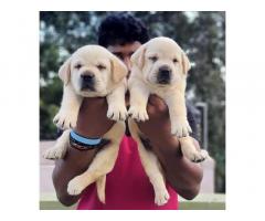 Top quality heavy size Labrador retriever Male puppies available - 1