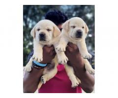 Top quality heavy size Labrador retriever Male puppies available