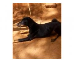 Doberman female puppy available in Tanjore