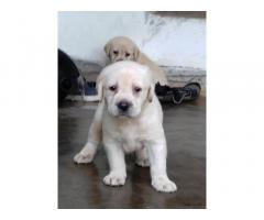 Labrador Puppies available for Sale in Thrissur Kerala