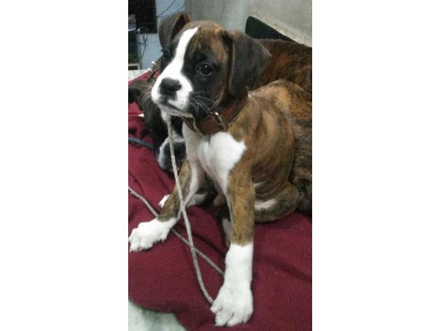 Boxer Puppy for sale - 2/3