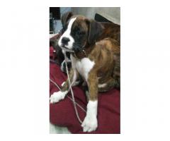 Boxer Puppy for sale - 2