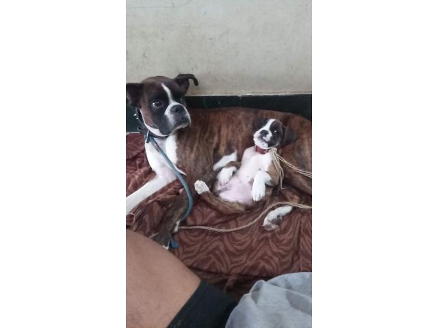 Boxer Puppy for sale - 3/3
