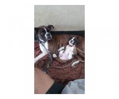 Boxer Puppy for sale - 3