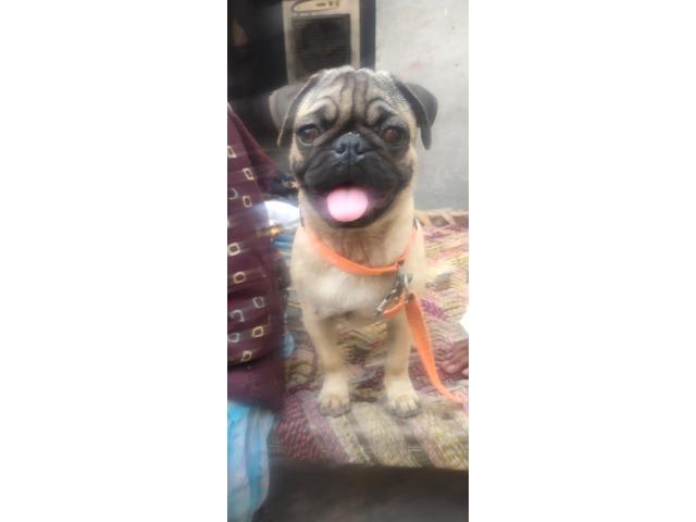 Pug Female available for Sale in Sangrur - 1/1