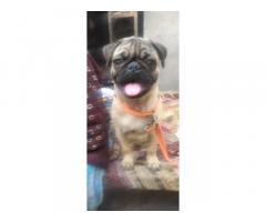 Pug Female available for Sale in Sangrur